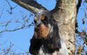 Αγγλικός Κόκερ Σπάνιελ: Ο αγαπησιάρης σκύλος που σε κυριεύει με το βλέμμα του - Φωτογραφία 5