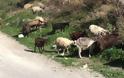 Βοήθεια από την Κρήτη ζητά η Κάρπαθος για να μαντρώσει ανεπιτήρητα αιγοπρόβατα