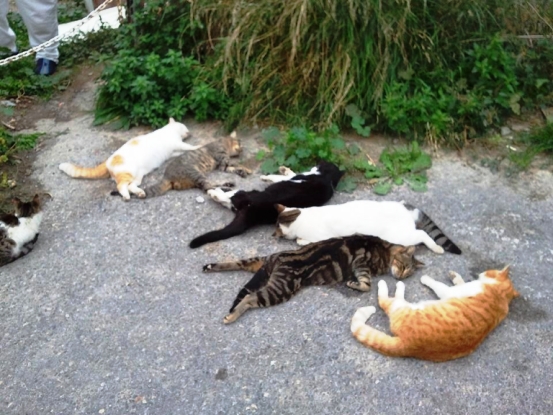 Επίθεση σε γάτες στην Νέα Αγορά - Φωτογραφία 1