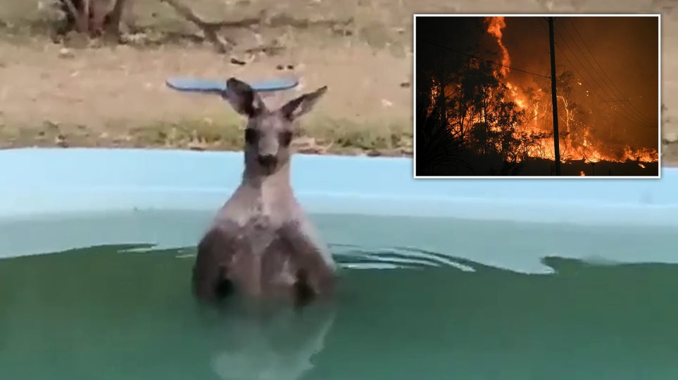 Καγκουρό βούτηξε σε πισίνα για να γλιτώσει από τις φωτιές - Φωτογραφία 1