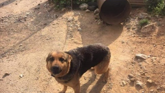 Συνελήφθη 57χρονος στη Ναύπακτο που είχε διαρκώς αλυσοδεμένα τα δύο σκυλιά του - Φωτογραφία 1
