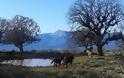 Με το φακό της Βασιλικής Δράκου: Εκπληκτικές φωτογραφίες με φόντο λίμνη Αμβρακία, Στάνου, Αγρια άλογα του Πεταλά... - Φωτογραφία 4