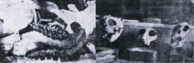 Αποδείξεις για τον Κατακλυσμό του Δευκαλίωνα, το 1925 - Φωτογραφία 2