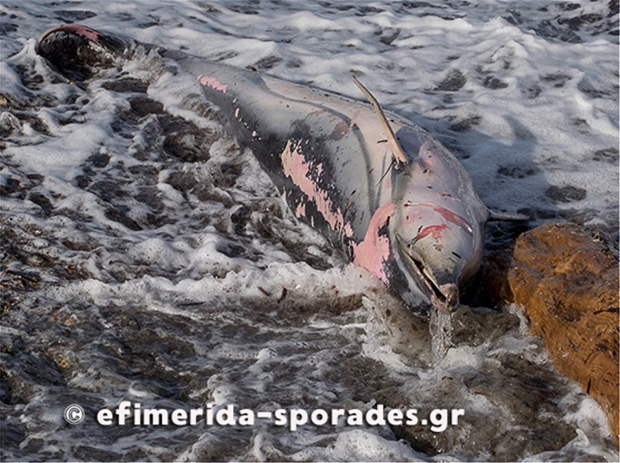 Σκόπελος: Νεκρά δελφίνια και θαλάσσιες χελώνες λόγω των ισχυρών ανέμων - Φωτογραφία 2