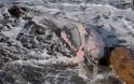 Σκόπελος: Νεκρά δελφίνια και θαλάσσιες χελώνες λόγω των ισχυρών ανέμων - Φωτογραφία 2