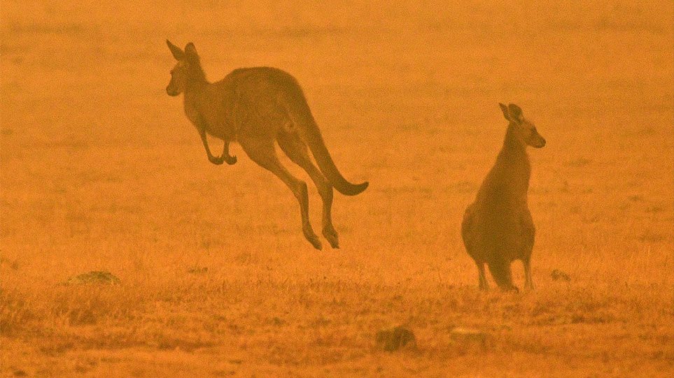Αυστραλία: Ανυπολόγιστη οικολογική καταστροφή από τις πυρκαγιές - Σκοτώνουν τα ζώα τους για να μην υποφέρουν! - Φωτογραφία 1