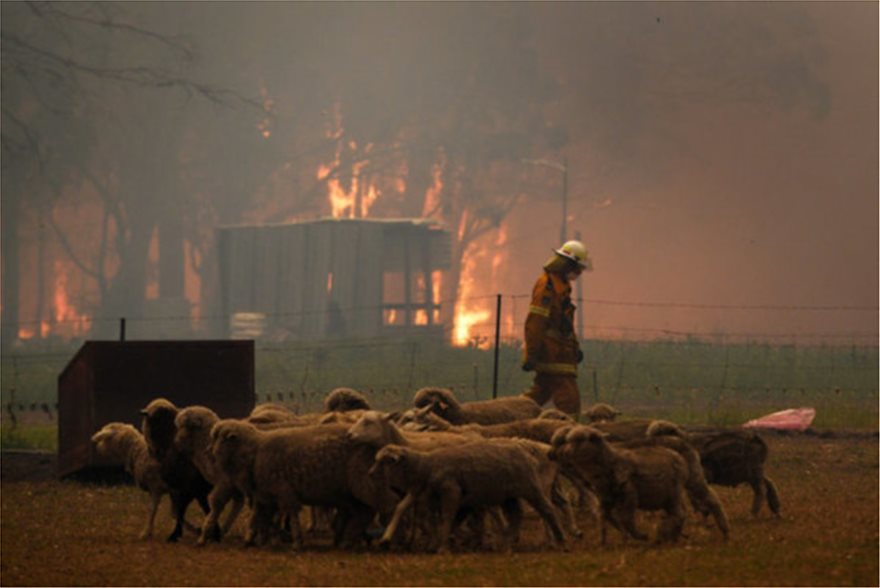 Αυστραλία: Ανυπολόγιστη οικολογική καταστροφή από τις πυρκαγιές - Σκοτώνουν τα ζώα τους για να μην υποφέρουν! - Φωτογραφία 2