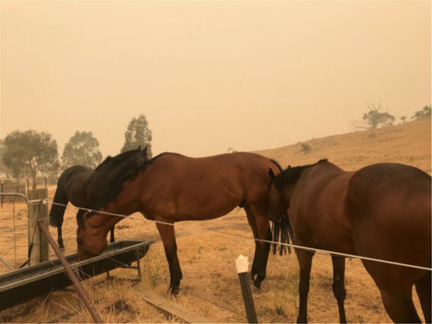 Αυστραλία: Ανυπολόγιστη οικολογική καταστροφή από τις πυρκαγιές - Σκοτώνουν τα ζώα τους για να μην υποφέρουν! - Φωτογραφία 4