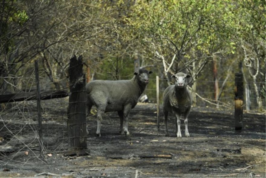 Αυστραλία: Ανυπολόγιστη οικολογική καταστροφή από τις πυρκαγιές - Σκοτώνουν τα ζώα τους για να μην υποφέρουν! - Φωτογραφία 5