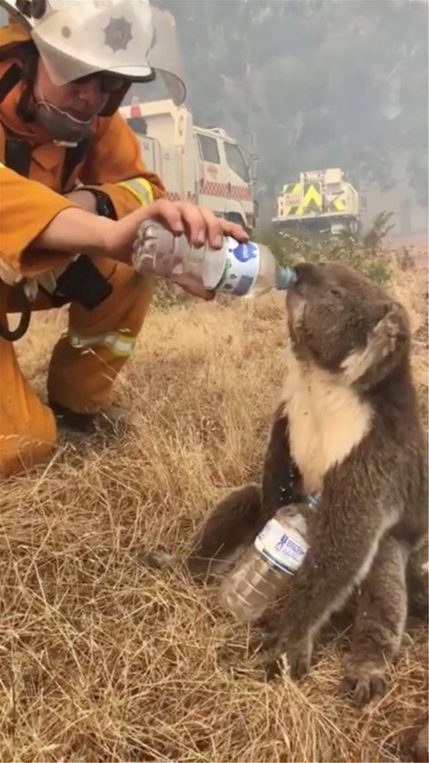 Αυστραλία: Ανυπολόγιστη οικολογική καταστροφή από τις πυρκαγιές - Σκοτώνουν τα ζώα τους για να μην υποφέρουν! - Φωτογραφία 6