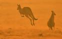 Αυστραλία: Ανυπολόγιστη οικολογική καταστροφή από τις πυρκαγιές - Σκοτώνουν τα ζώα τους για να μην υποφέρουν! - Φωτογραφία 1