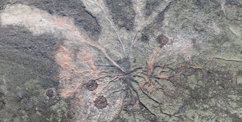 Το αρχαιότερο απολιθωμένο δάσος του κόσμου - Φωτογραφία 1