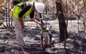 Συγκίνηση προκαλεί ο σκύλος στην Αυστραλία που σώζει κοάλα (video) - Φωτογραφία 2
