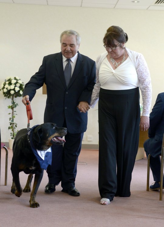 Έκανε το σκύλο του κουμπάρο στο γάμο του επειδή ήταν η αιτία που γνώρισε τη γυναίκα του - Φωτογραφία 1