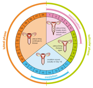 Ο αναπαραγωγικός κύκλος της γυναίκας και ορμονικές διαταραχές. - Φωτογραφία 2