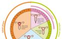 Ο αναπαραγωγικός κύκλος της γυναίκας και ορμονικές διαταραχές. - Φωτογραφία 2