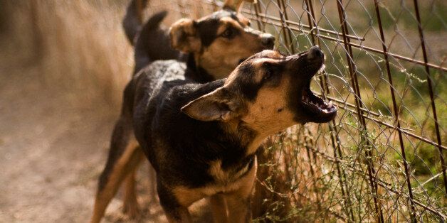 Τρόμος στις Σέρρες: Σκύλος επιτέθηκε σε 11χρονο -Περαστικοί ελευθέρωσαν το πόδι του από τα δόντια του - Φωτογραφία 1