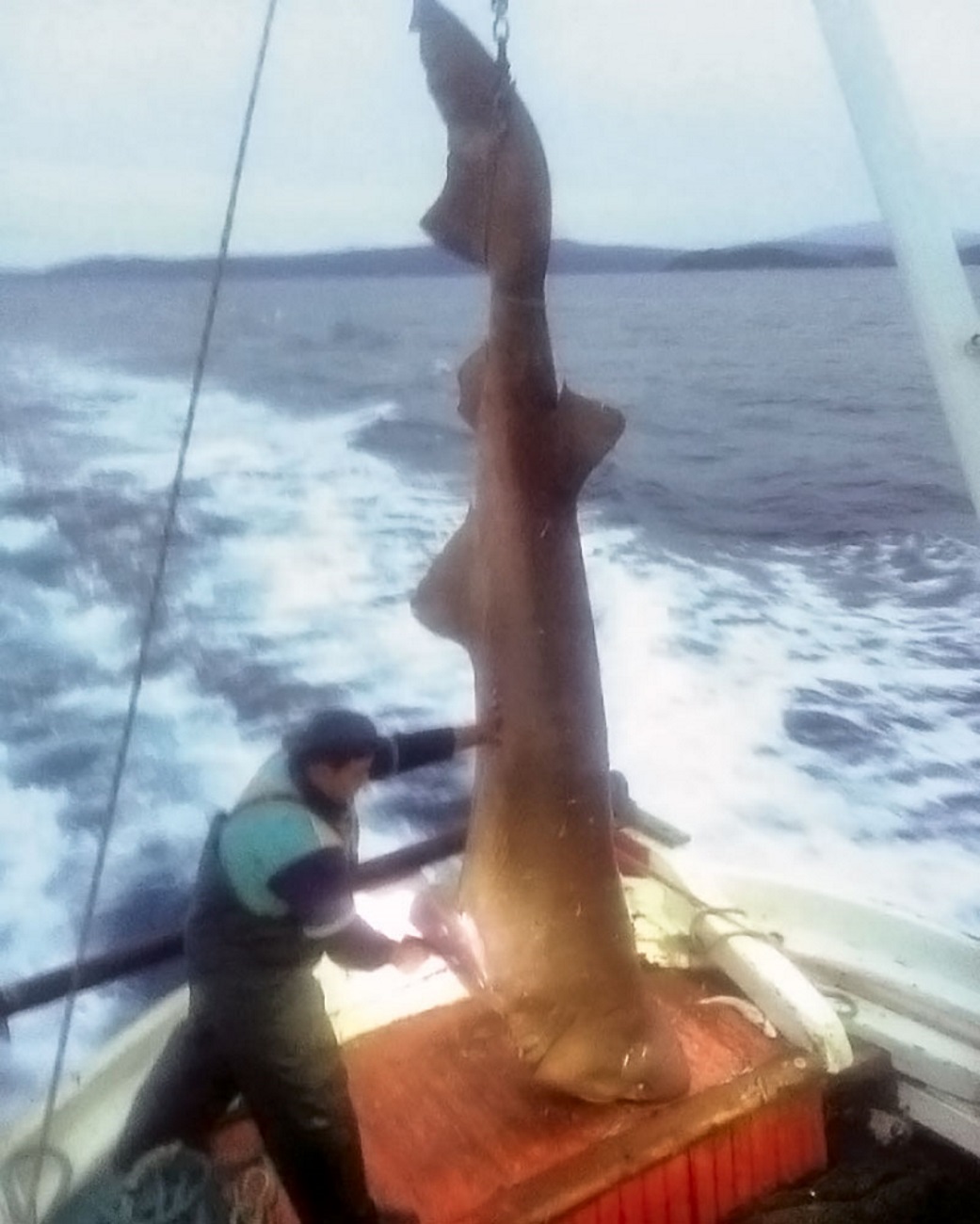 Στα δίχτυα των ψαράδων ένα “θηρίο” 400 κιλών! Το ύψος του ξεπερνούσε τα 5 μέτρα [pics] - Φωτογραφία 2