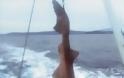 Στα δίχτυα των ψαράδων ένα “θηρίο” 400 κιλών! Το ύψος του ξεπερνούσε τα 5 μέτρα [pics] - Φωτογραφία 2