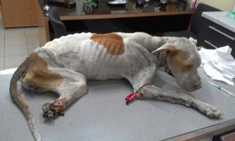 Ρόζυ: Η σκυλίτσα που ξεγέλασε τον θάνατο - Φωτογραφία 2