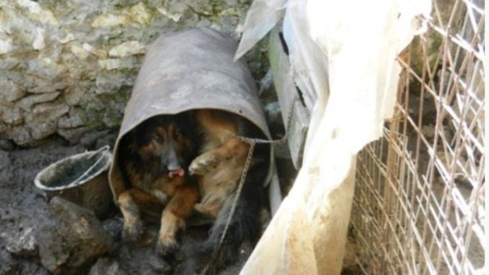 Έξι χρόνια χωρίς αναστολή σε παράνομο εκτροφέα ζώων - Τα σκυλιά ζούσαν σε άθλιες συνθήκες - Φωτογραφία 1