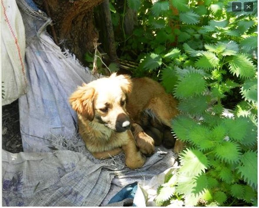 Έξι χρόνια χωρίς αναστολή σε παράνομο εκτροφέα ζώων - Τα σκυλιά ζούσαν σε άθλιες συνθήκες - Φωτογραφία 2
