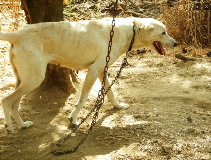Έξι χρόνια χωρίς αναστολή σε παράνομο εκτροφέα ζώων - Τα σκυλιά ζούσαν σε άθλιες συνθήκες - Φωτογραφία 3