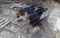 Έξι χρόνια χωρίς αναστολή σε παράνομο εκτροφέα ζώων - Τα σκυλιά ζούσαν σε άθλιες συνθήκες - Φωτογραφία 4