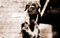 Το οκτάποδο κατσικάκι, που γεννήθηκε από γαϊδούρα, το 1931… - Φωτογραφία 1