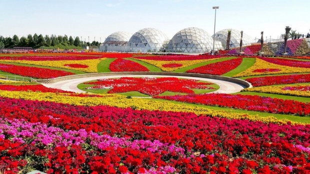 «Miracle Garden» Ο κήπος των θαυμάτων στο Ντουμπάι και δεν υπάρχει παρόμοιος σε όλο τον κόσμο. - Φωτογραφία 28