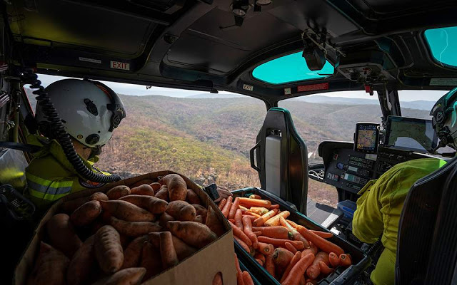 Αυστραλία: Ελικόπτερα πετούν τροφή σε καγκουρό που λιμοκτονούν - Φωτογραφία 1
