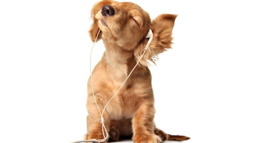 Και οι σκύλοι θέλουν τη μουσική τους! Το Spotify έφτιαξε λίστες μόνο για τους τετράποδους φίλους μας - Φωτογραφία 1