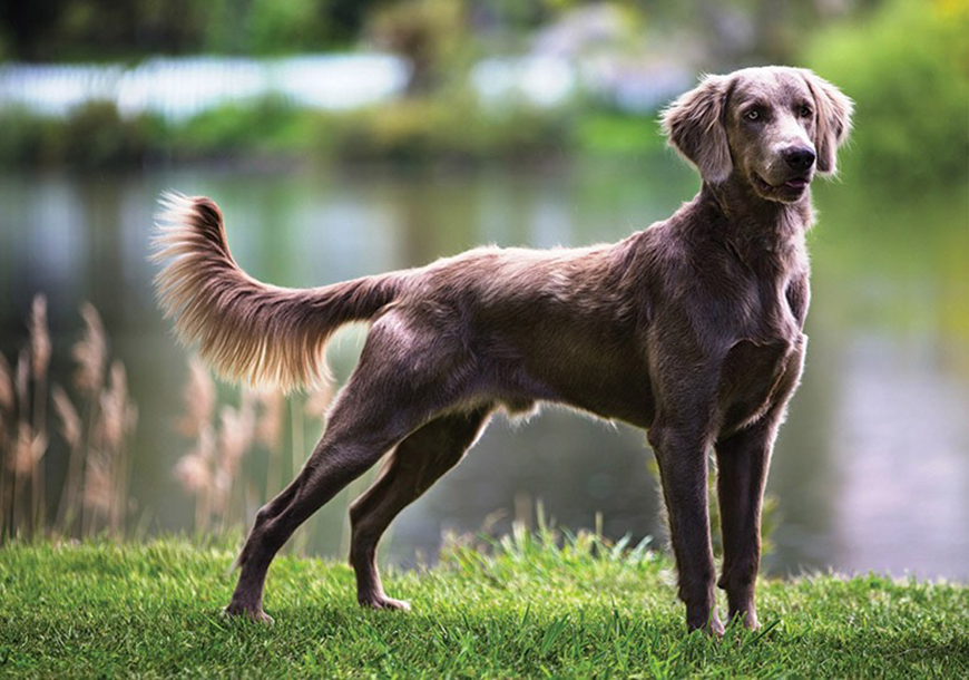 Ο σκύλος Βαϊμαράνερ: Έξυπνος, αγαπησιάρης και γενναίος κυνηγός - Φωτογραφία 4