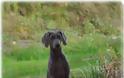 Ο σκύλος Βαϊμαράνερ: Έξυπνος, αγαπησιάρης και γενναίος κυνηγός - Φωτογραφία 3