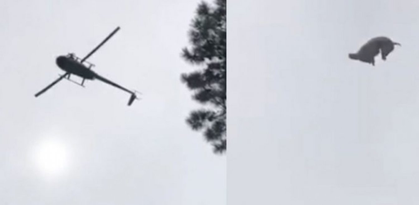 Πέταξαν γουρούνι από ελικόπτερο σε πισίνα εκατομμυριούχου –Και αυτός το έψησε (ΒΙΝΤΕΟ) - Φωτογραφία 1