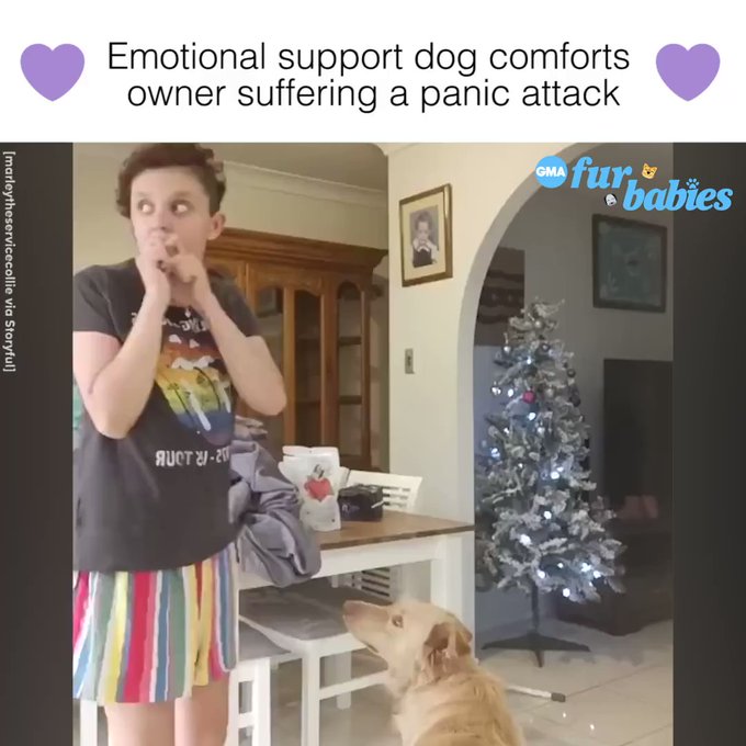 Ζώα συναισθηματικής υποστήριξης: Οι πολύτιμοι σύμμαχοί μας στην αντιμετώπιση του άγχους - Φωτογραφία 2