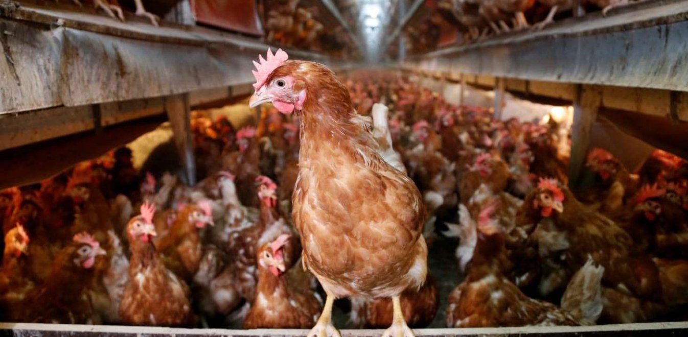 Τουρκία: Πανικός για τη δημόσια υγεία - Θανατώθηκαν 100.000 επικίνδυνα κοτόπουλα - Φωτογραφία 1