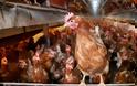 Τουρκία: Πανικός για τη δημόσια υγεία - Θανατώθηκαν 100.000 επικίνδυνα κοτόπουλα