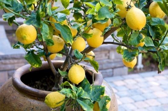 17 τρόποι χρήσης του λεμονιού που δεν γνωρίζετε - Φωτογραφία 1