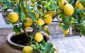 17 τρόποι χρήσης του λεμονιού που δεν γνωρίζετε