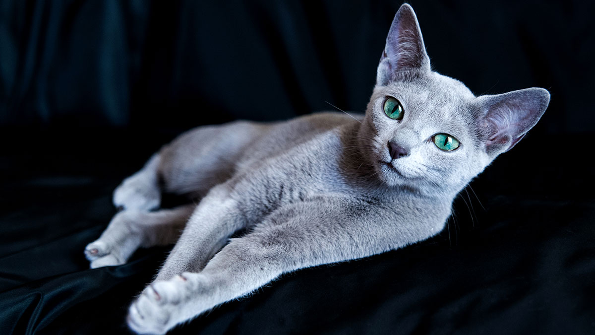 Ρωσική Μπλε: Η αριστοκρατική γάτα με τη βελούδινη γούνα - Φωτογραφία 1