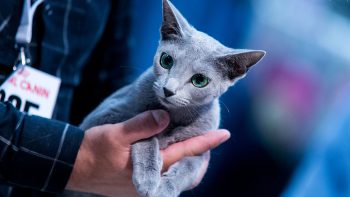 Ρωσική Μπλε: Η αριστοκρατική γάτα με τη βελούδινη γούνα - Φωτογραφία 4