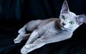 Ρωσική Μπλε: Η αριστοκρατική γάτα με τη βελούδινη γούνα - Φωτογραφία 1