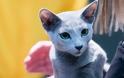 Ρωσική Μπλε: Η αριστοκρατική γάτα με τη βελούδινη γούνα - Φωτογραφία 3