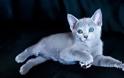Ρωσική Μπλε: Η αριστοκρατική γάτα με τη βελούδινη γούνα - Φωτογραφία 6