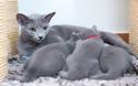 Ρωσική Μπλε: Η αριστοκρατική γάτα με τη βελούδινη γούνα - Φωτογραφία 7