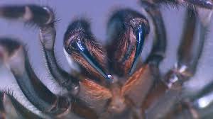 Η Αυστραλία στο έλεος της φύσης: Θανατηφόρες αράχνες απειλούν τώρα την χώρα (ΒΙΝΤΕΟ) - Φωτογραφία 1