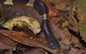 Από δηλητηριώδη φίδια πιθανώς να άρχισε η μετάδοση του κοροναϊού στους ανθρώπους