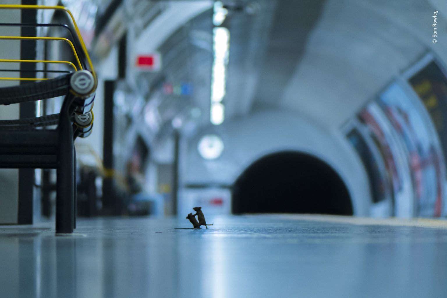 Η καλύτερη φωτογραφία της χρονιάς: Δύο ποντίκια «μαλώνουν» στο μετρό Λονδίνου - Φωτογραφία 1