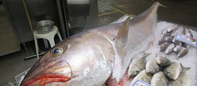 Αλιεύθηκε ψάρι «τέρας» 53,8 κιλών (βίντεο) - Φωτογραφία 1